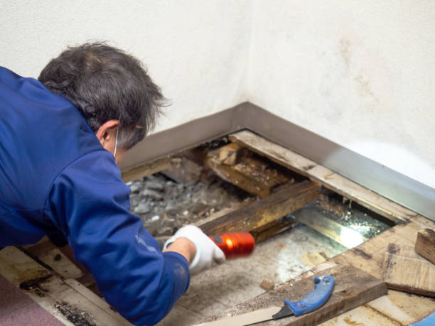 Certified Mold Removal in Poolesville, MD