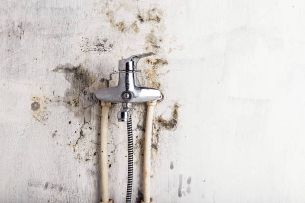Best Same-Day Mold Removal  in Poolesville, MD