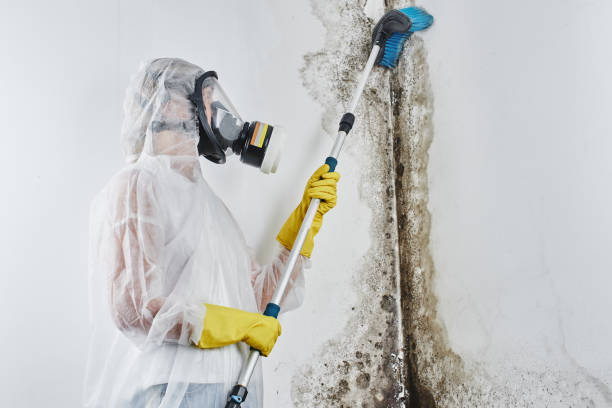Home Mold Removal in Poolesville, MD