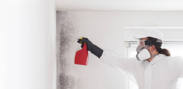 Office Mold Removal Services in Poolesville, MD