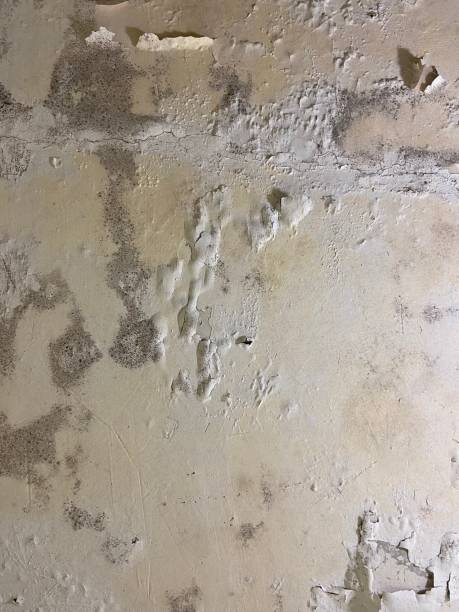 Best Emergency Mold Removal  in Poolesville, MD