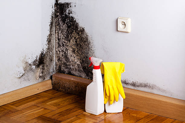 Best Commercial Mold Removal  in Poolesville, MD