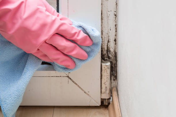 Attic Mold Removal in Poolesville, MD