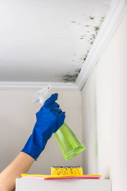 Best Local Mold Removal Service  in Poolesville, MD